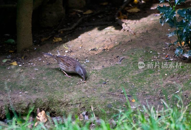 灌木丛中的Dunnock