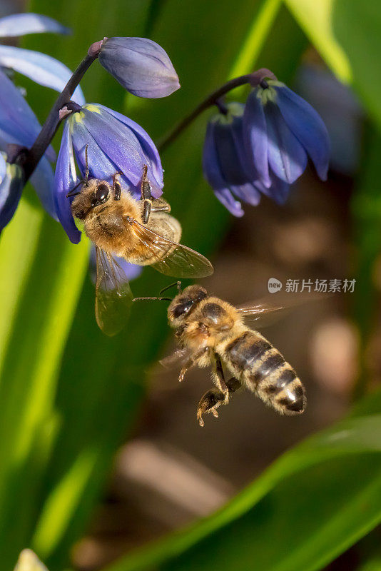 蜜蜂给紫色的花授粉