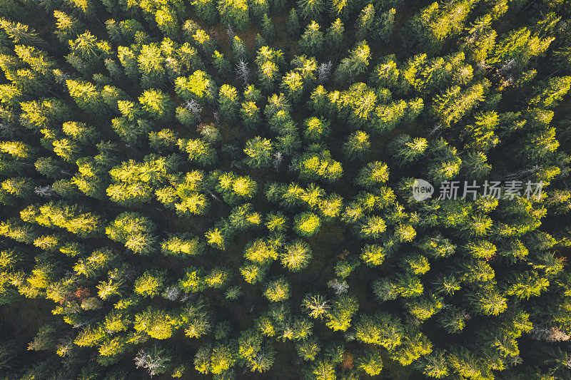 自然模式-松树