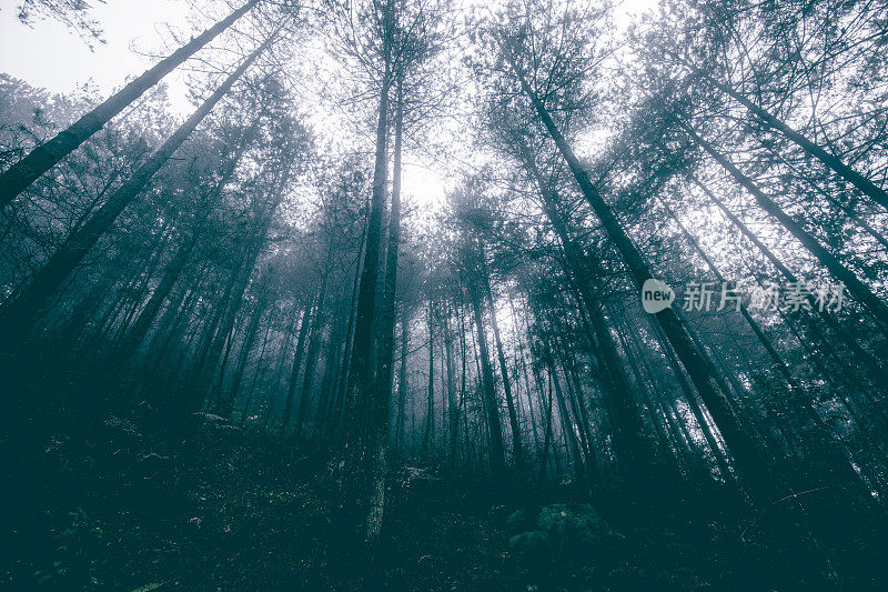 在浓雾弥漫的森林里仰望树梢