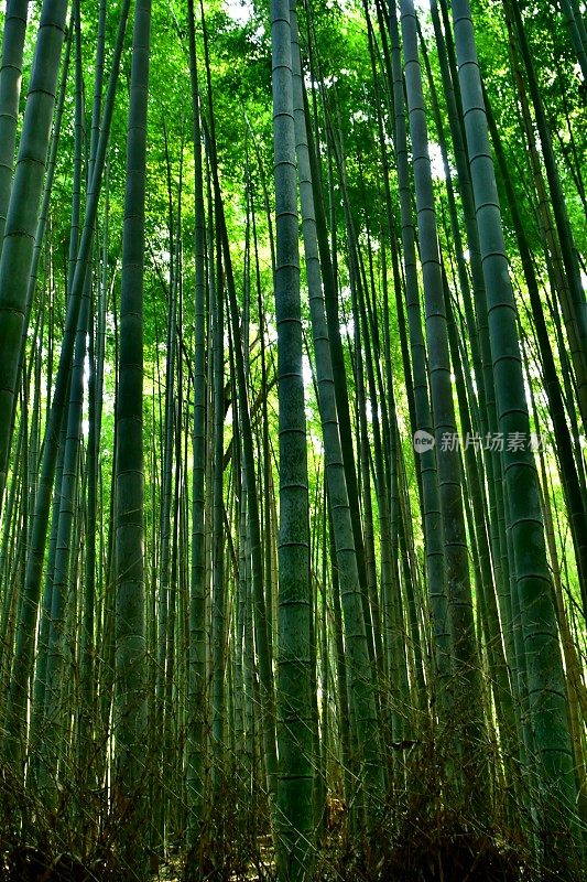 京都佐野的竹林