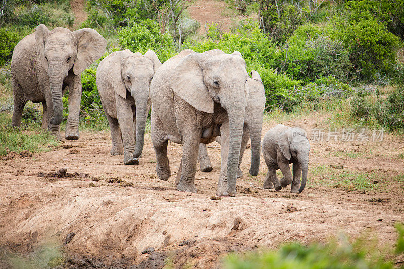 南非国家公园的大象