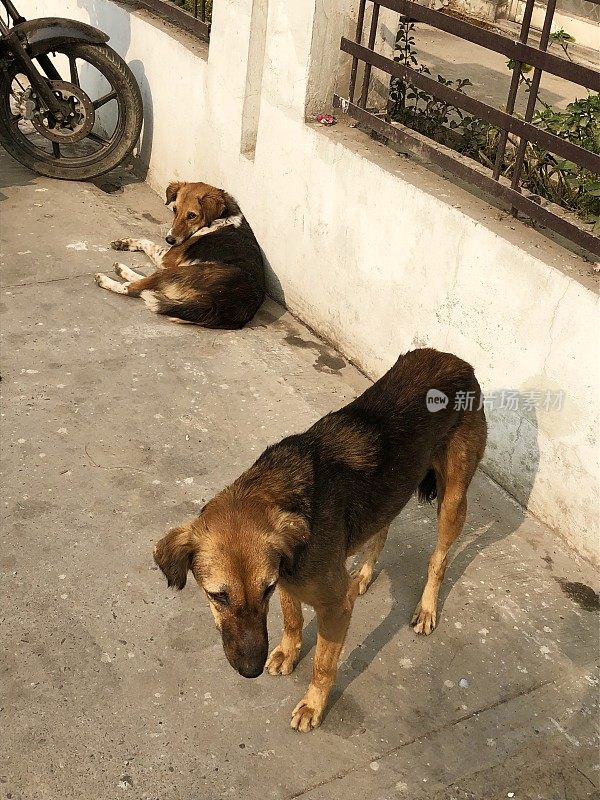 两条营养不良的杂种狗生活在印度的街道上