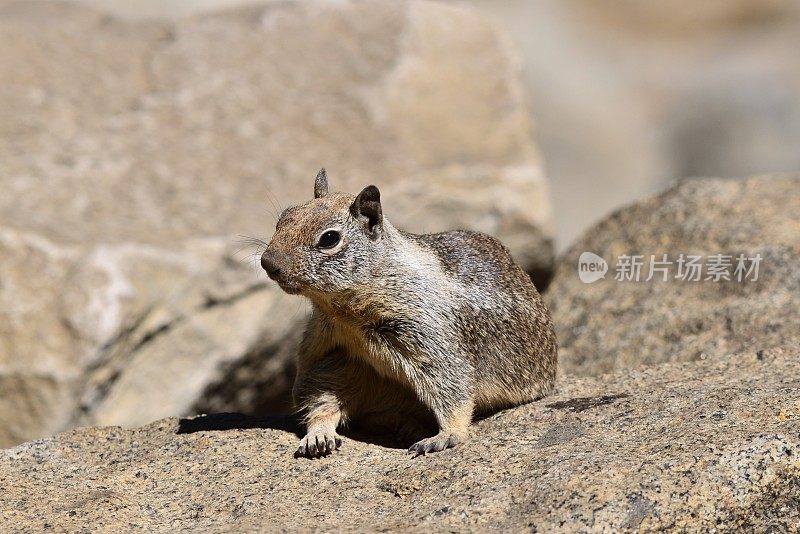 约塞米蒂国家公园的地松鼠
