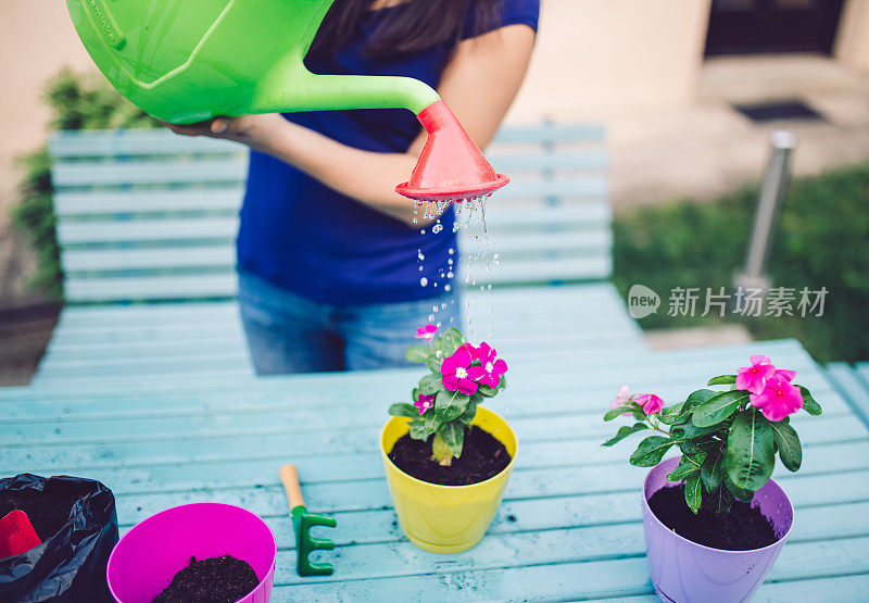 盆栽花浇水