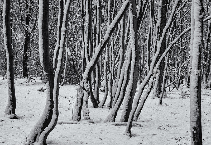 下雪的森林场景
