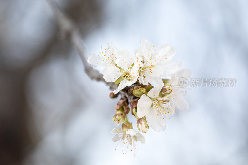 春天盛开的花