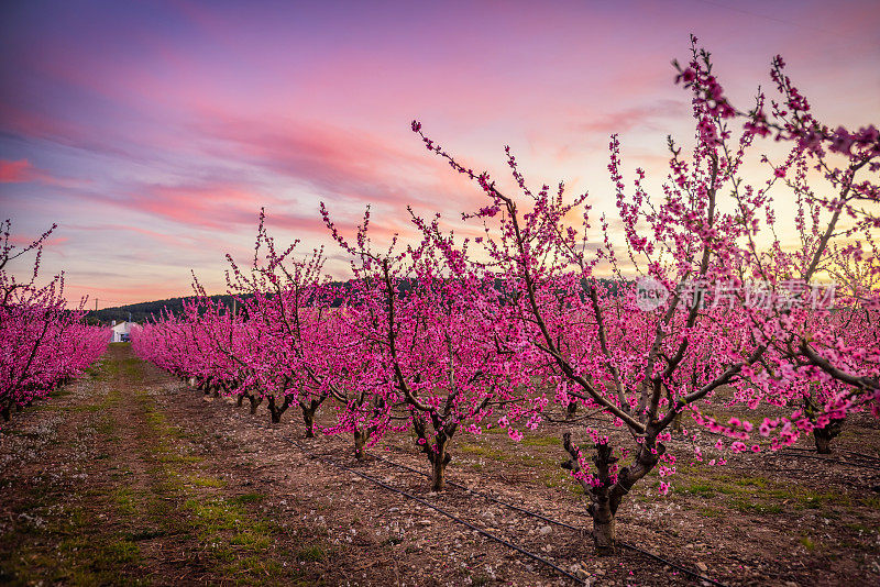西班牙加泰罗尼亚的春天桃树花期。Aitona