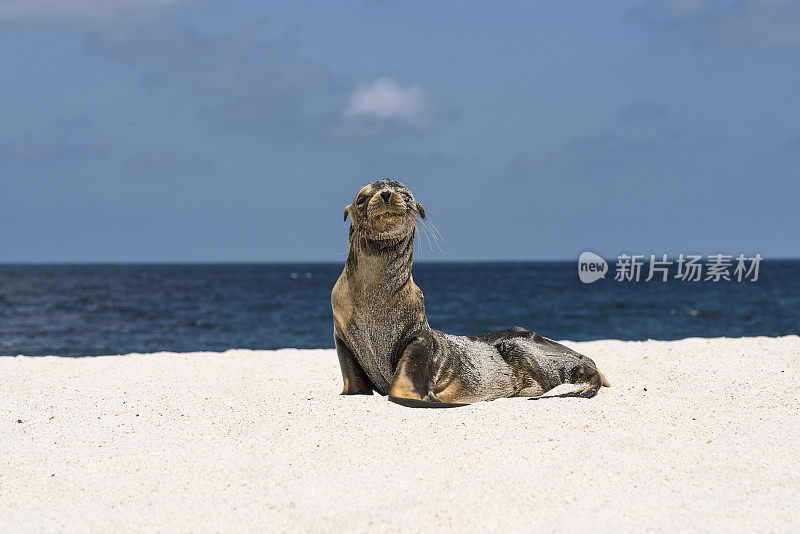 加拉帕戈斯群岛的海狮