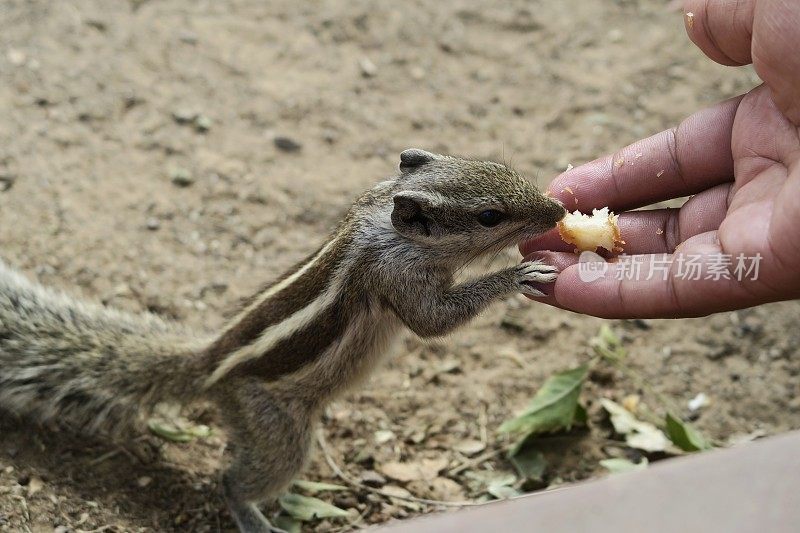 温顺的印度棕榈松鼠，讨厌的啮齿动物，从手上吃蛋糕屑的形象
