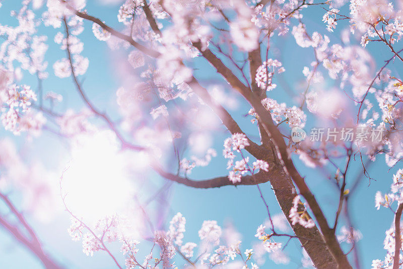 春天的景色-粉红色的梅花在蓝天的背景。滋润柔和的颜色。