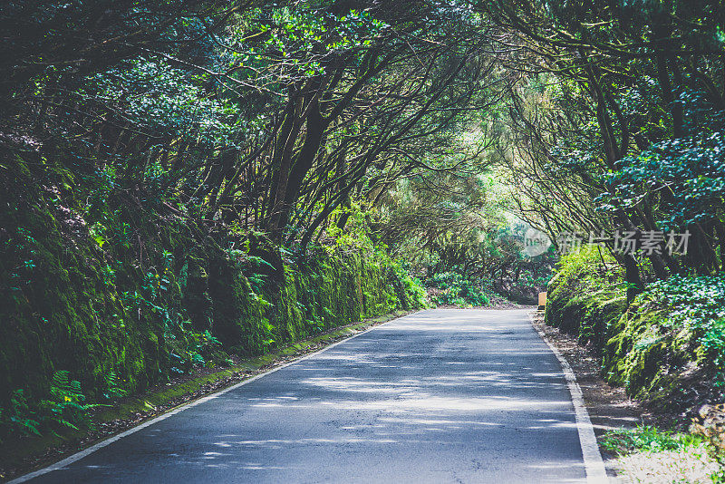 公路穿过天然森林隧道