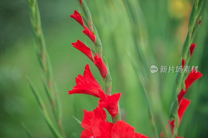 美丽的珊瑚红剑兰花在花园里