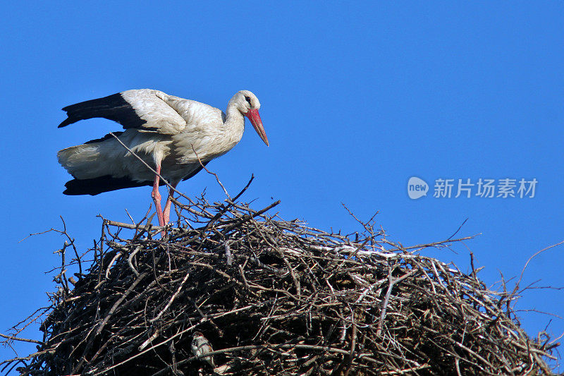 巢中的白鹳