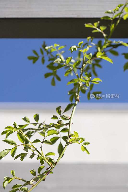 蔷薇枝、藤架和天空的细节