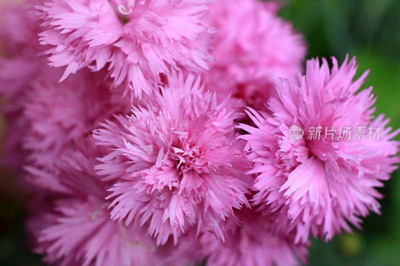 粉色石竹类植物的花