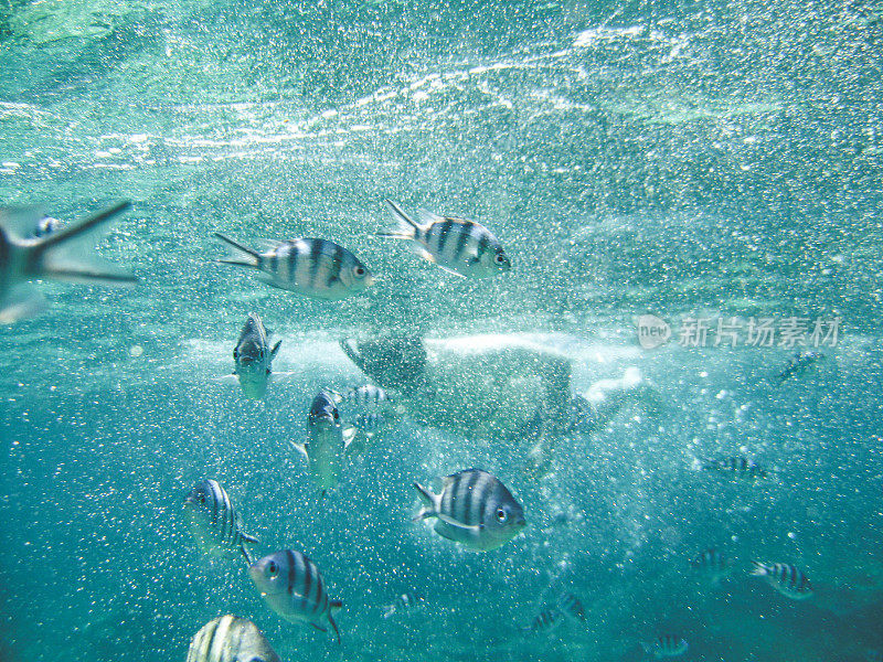 马来西亚Perhentian岛，一名男子与军士长鱼群在海洋中浮潜
