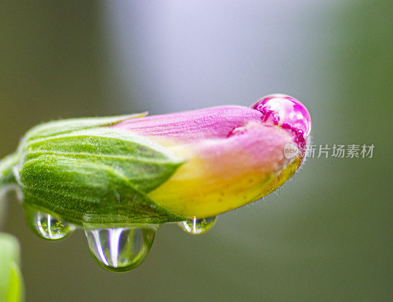 金鱼草属植物的花蕾