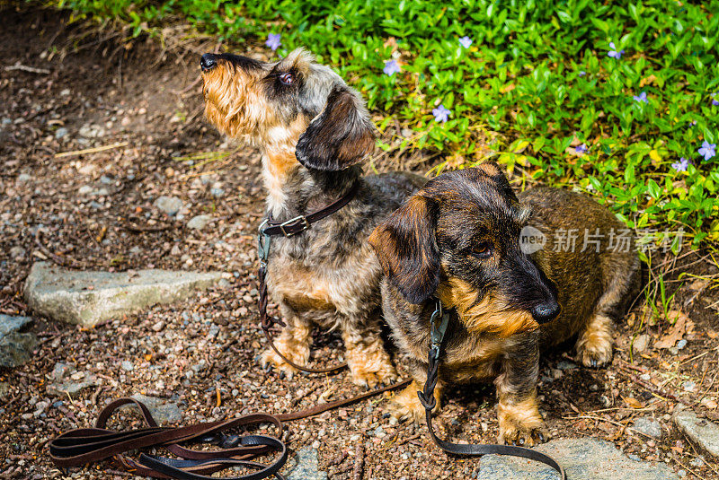 两只猎犬在等待打猎的狐狸和鹿