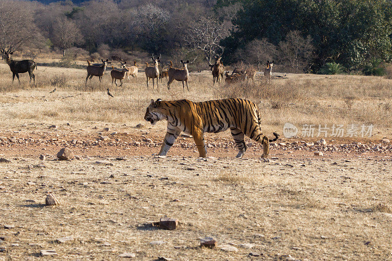 孟加拉虎，Ranthambore，印度