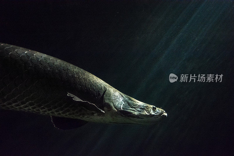 亚马逊河大型食人鱼(巨舌鱼)