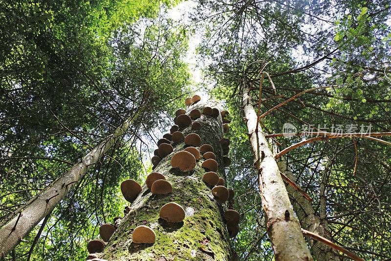 波斯尼亚和黑塞哥维那特雷斯卡维察山森林老树上的蘑菇