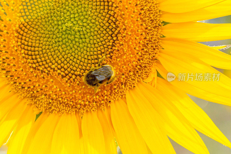 向日葵和蜜蜂的特写。