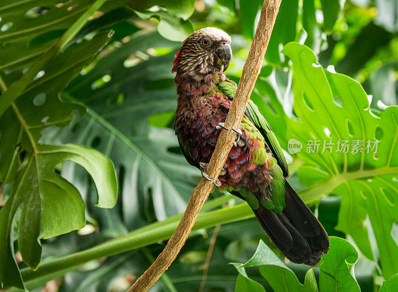 郁郁葱葱的丛林里的藤蔓上的鹰头鹦鹉