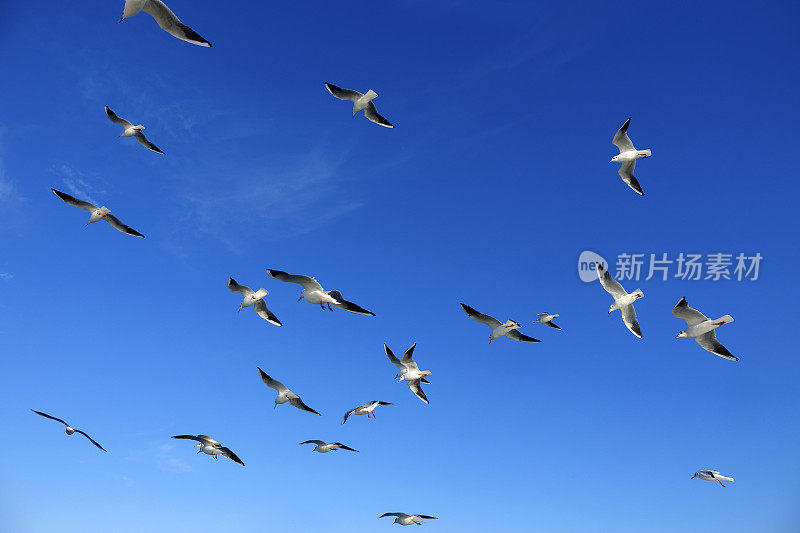 低角度的海鸥飞过阳光明媚的蓝天