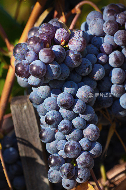 桑娇维塞葡萄成熟的葡萄在基安蒂，托斯卡纳，意大利