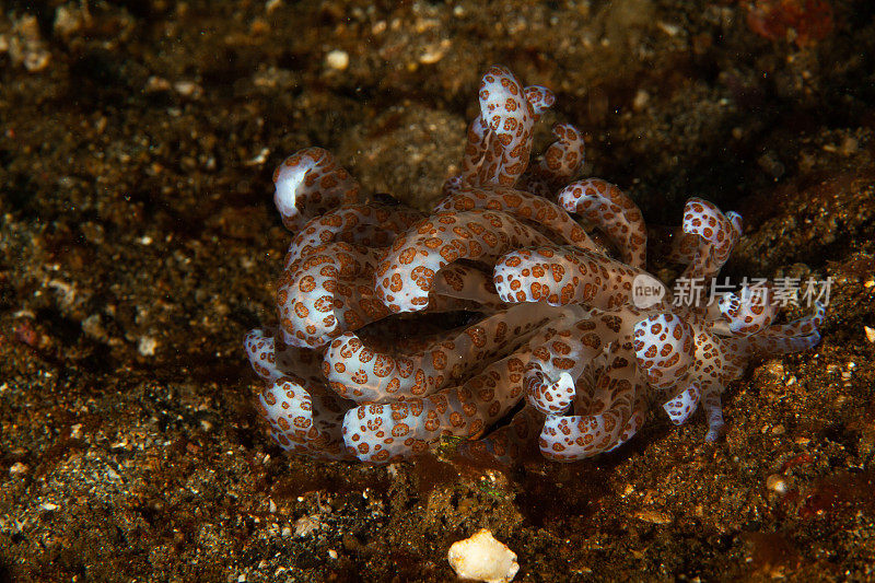 海洋生物。彩色的海蛞蝓水下生物裸鳃