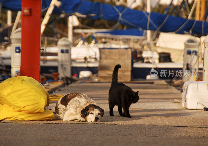 猫和狗在码头的码头上