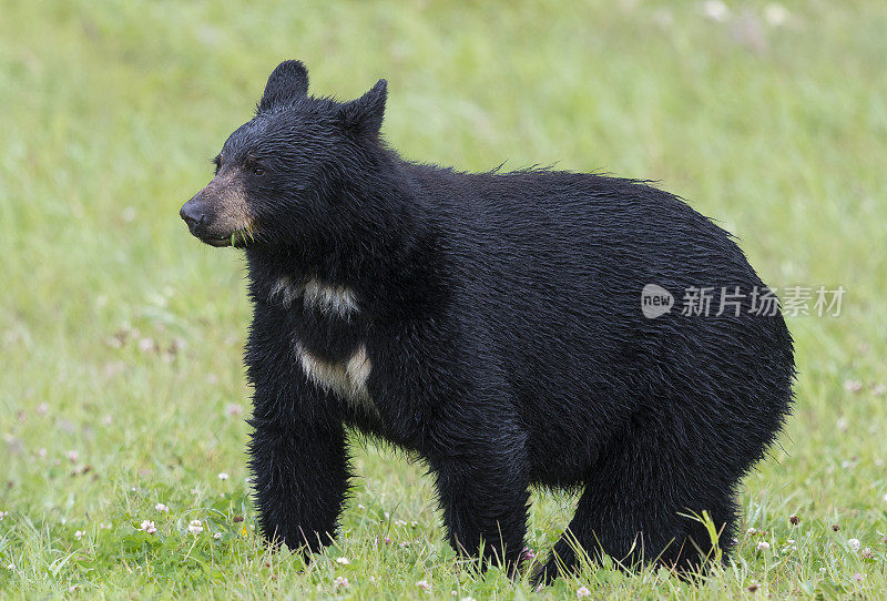 大黑熊