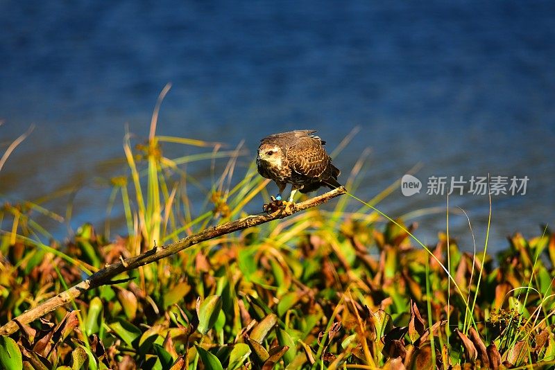 栖息在高处的蜗牛风筝，用两只爪子抓住了苹果蜗牛