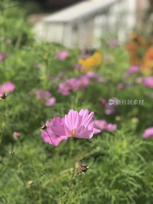 古老的围墙英国乡村别墅花园和分配与植物和鲜花