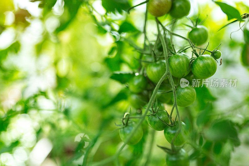 温室里的未成熟番茄