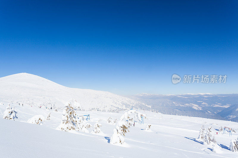 雪后冰雪覆盖的冷杉林和冬日灰蒙蒙的天空。喀尔巴阡山脉,乌克兰。