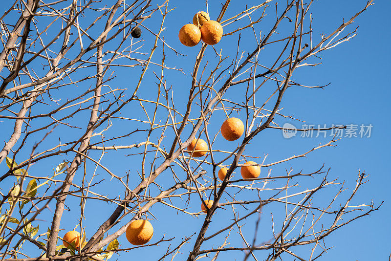 无叶的橙子树枝与成熟的橙子在蓝天上