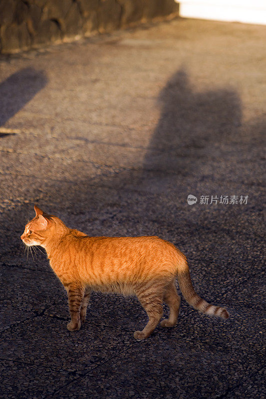 可爱的猫和影子在黄昏。