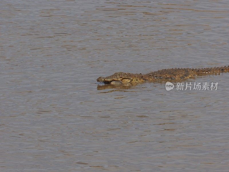 鳄鱼——纳米比亚