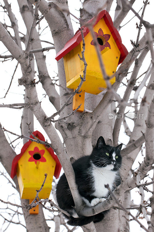 一只猫在树上，有鸟屋等着鸟儿