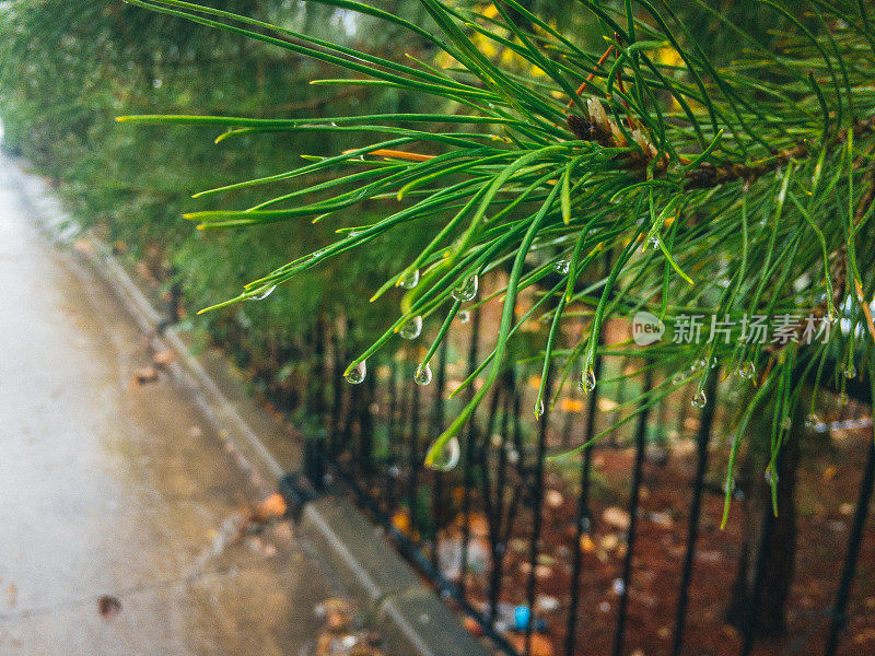 华丽的松树树叶和雨滴。
