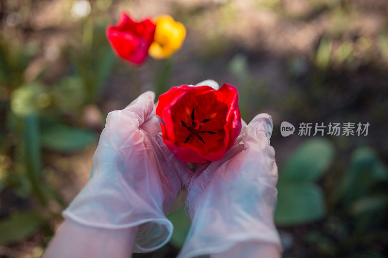 在大流行期间拿着花的女人