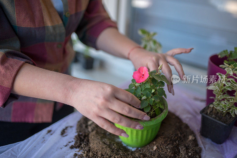 在家种花