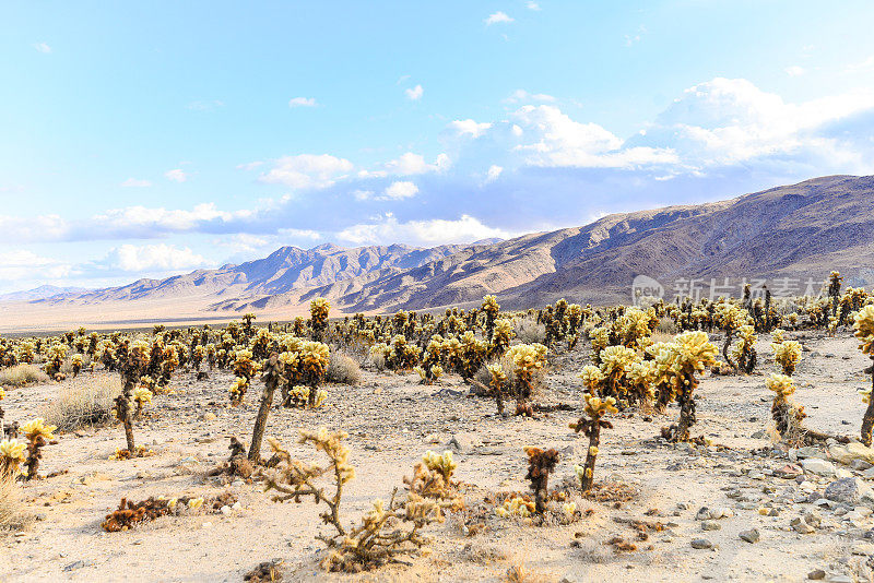 温暖沙漠气候中的卓拉仙人掌