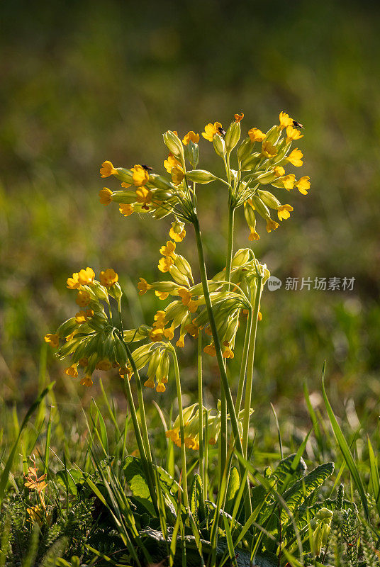 报春花，黄花九轮草