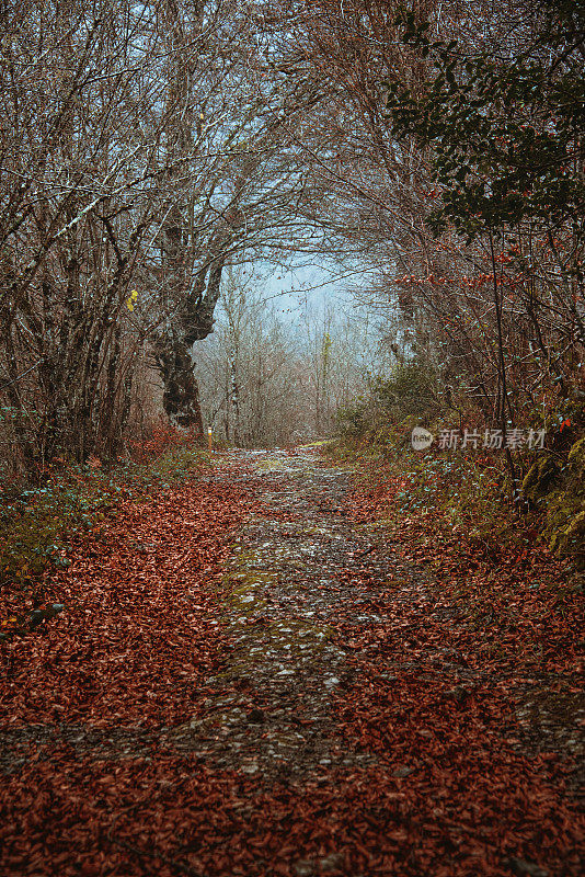 秋天的森林隧道