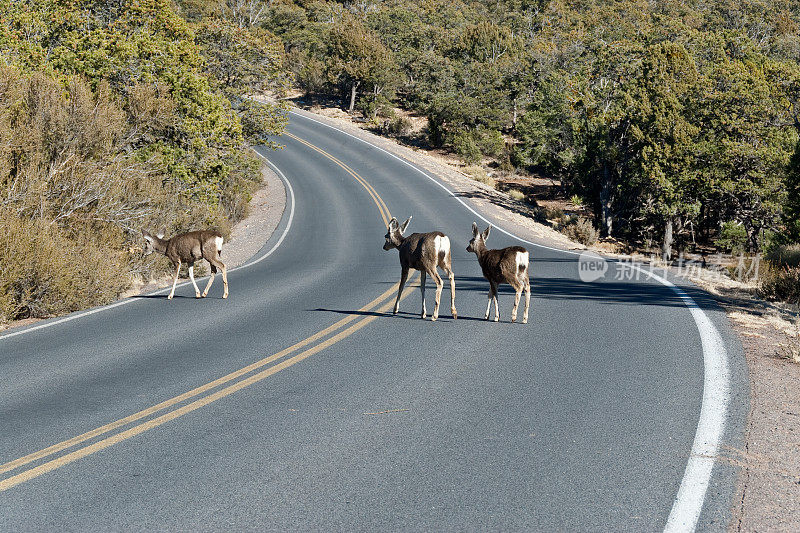 骡鹿过马路