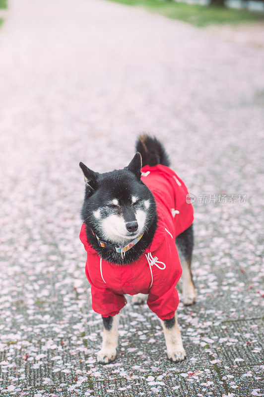 日本日本柴犬