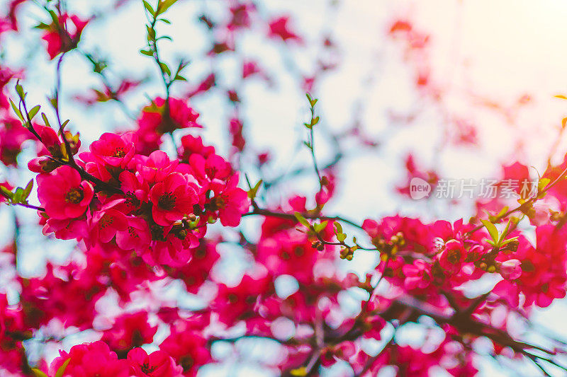 春天在树上绽放着红色的花朵